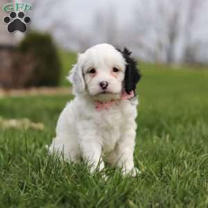 Molly, Cavapoo Puppy